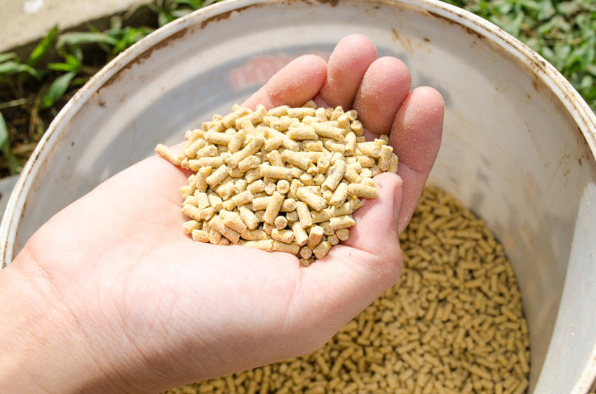 A handfull of layers pellets for egg laying hens