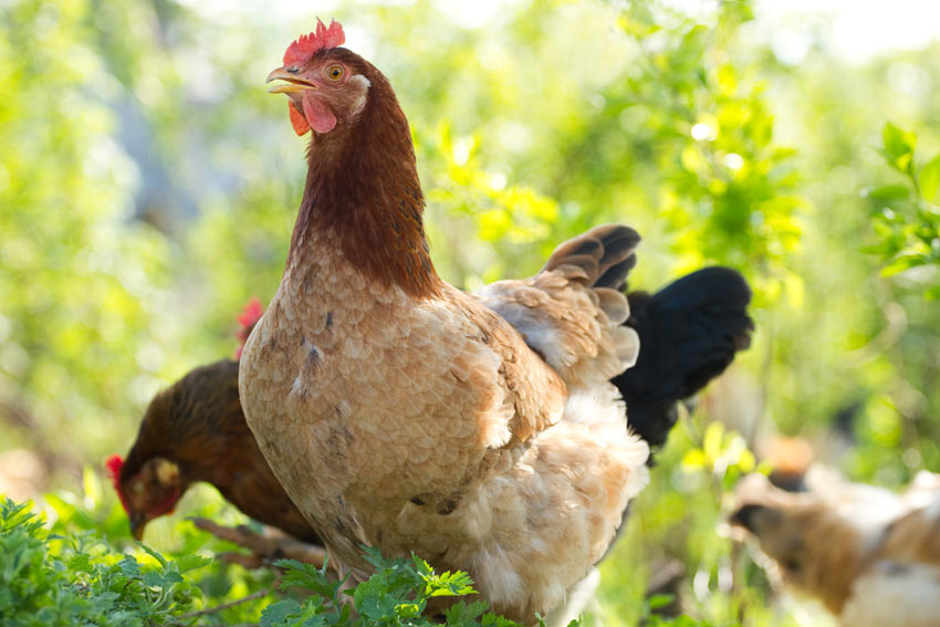 How Much Do Chickens Cost? Should I Keep Chickens? Chickens Guide Omlet UK
