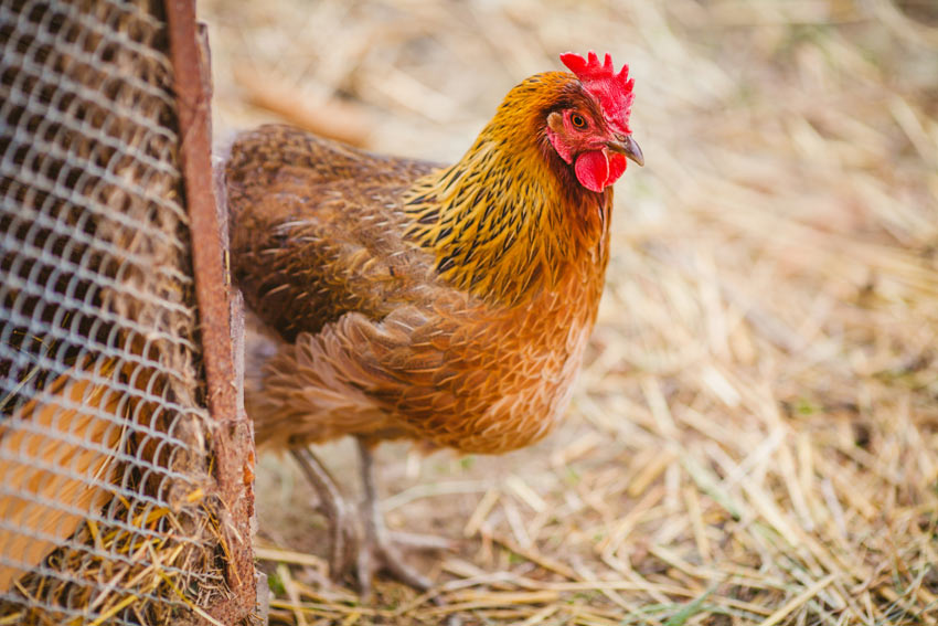 A happy hen scrapping around for bugs after having just been let out