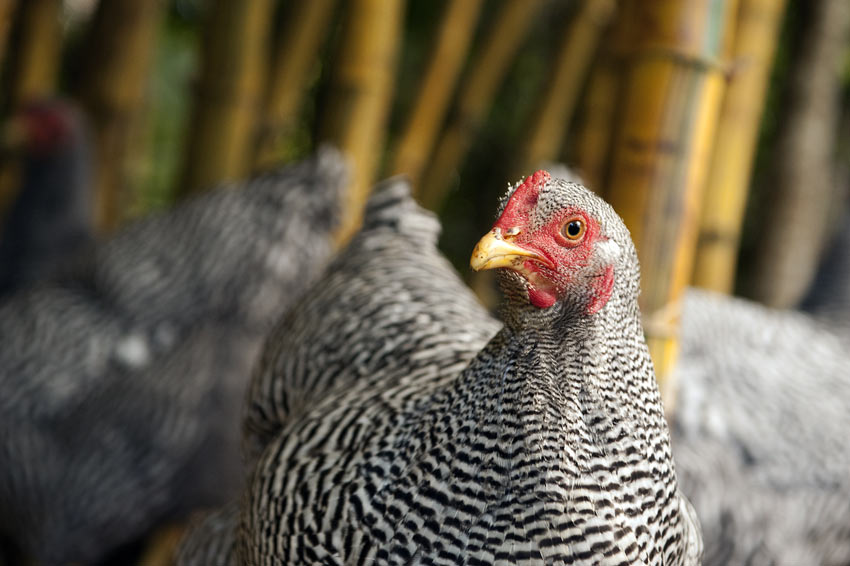 A healthy Dominique chicken with a beautiful set of black and white feathers