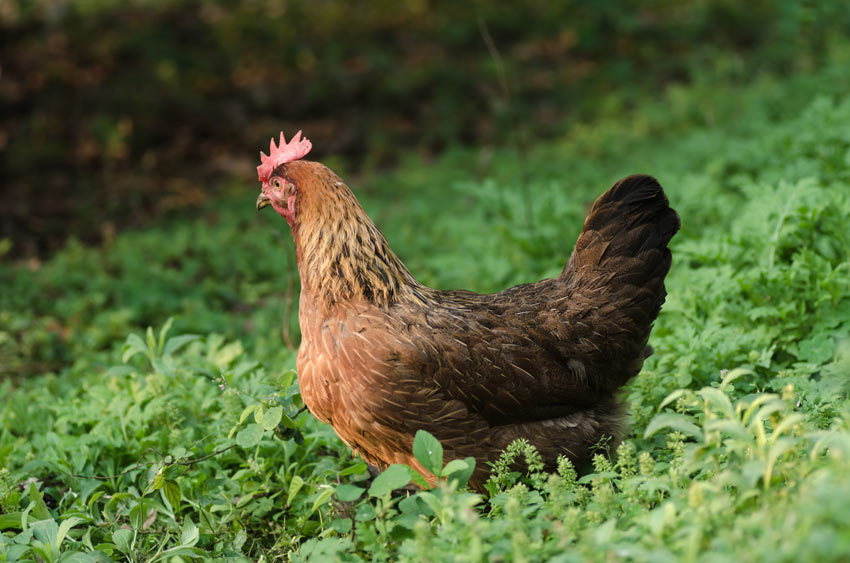 What to do with a lonely chicken