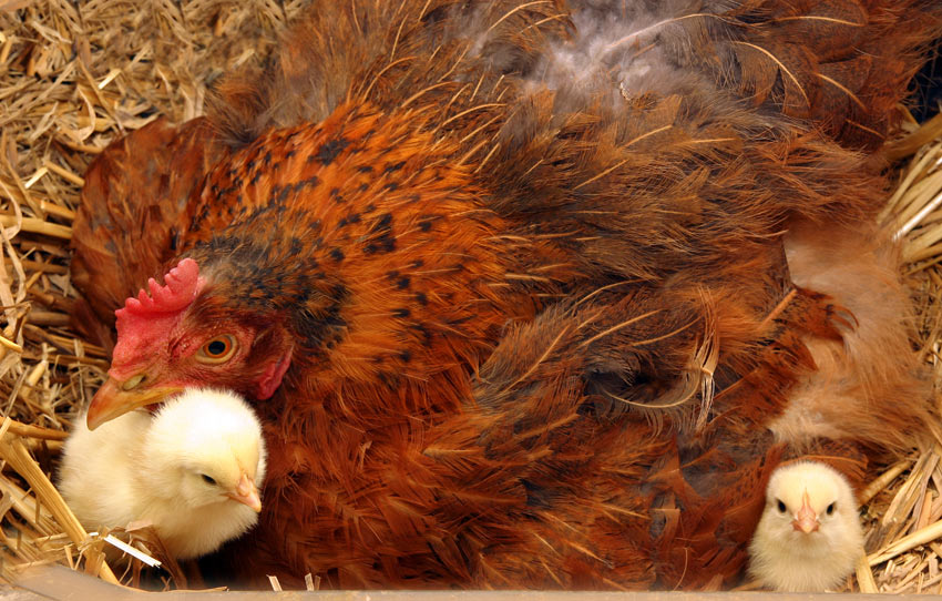 Everything you Need to Know about Broody Hen Behavior