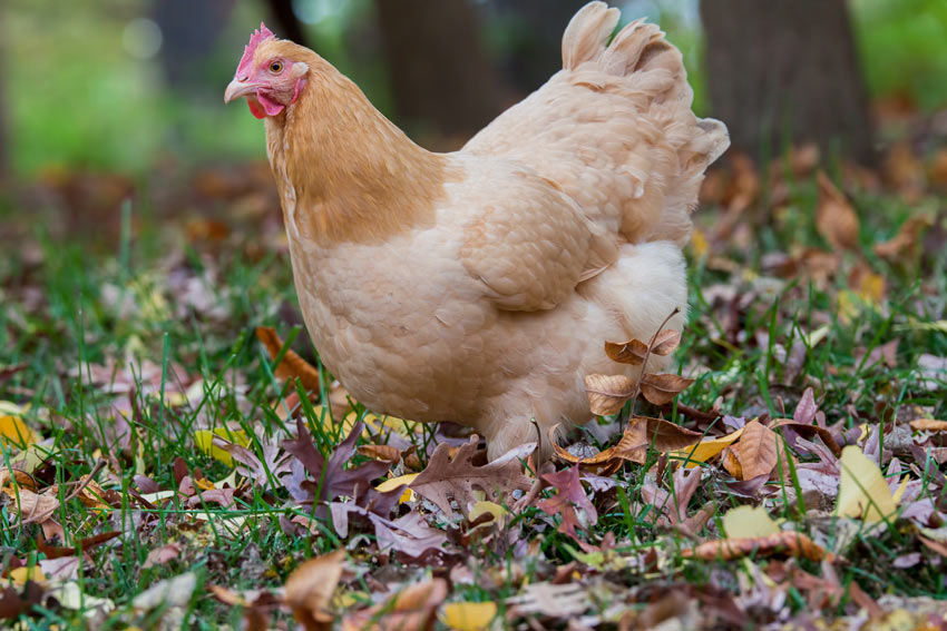 Orpington Chickens