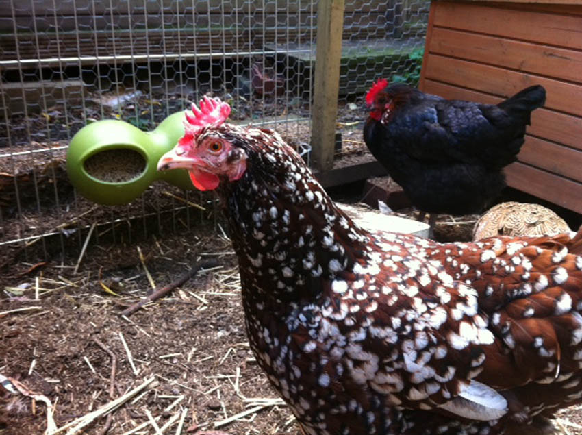  chickens eggs for sale