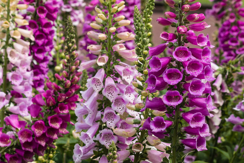 Foxgloves are poisonous to chickens if they eat them