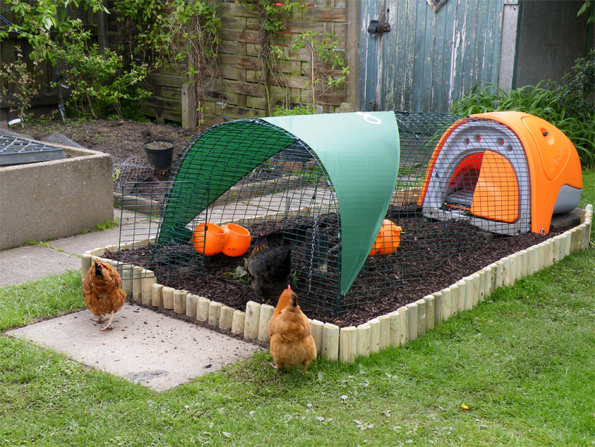 chickens healthy and clean