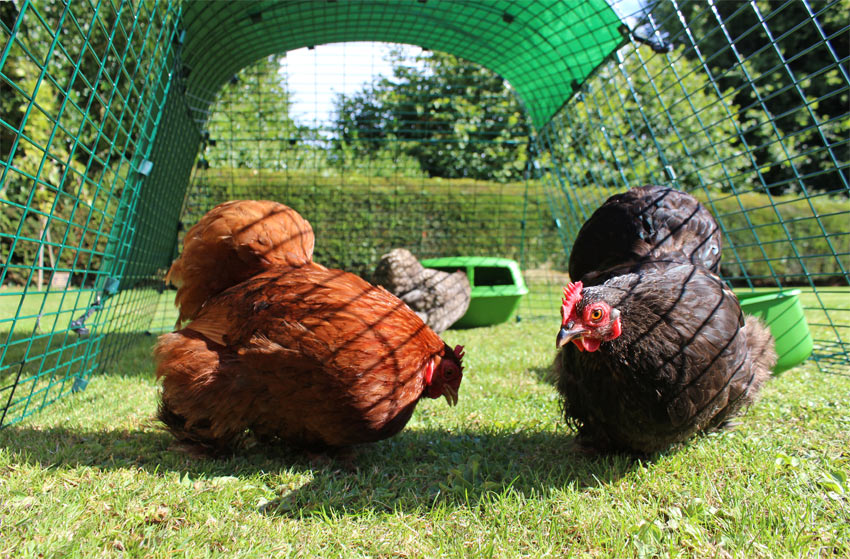  chickens lay eggs for three to four years