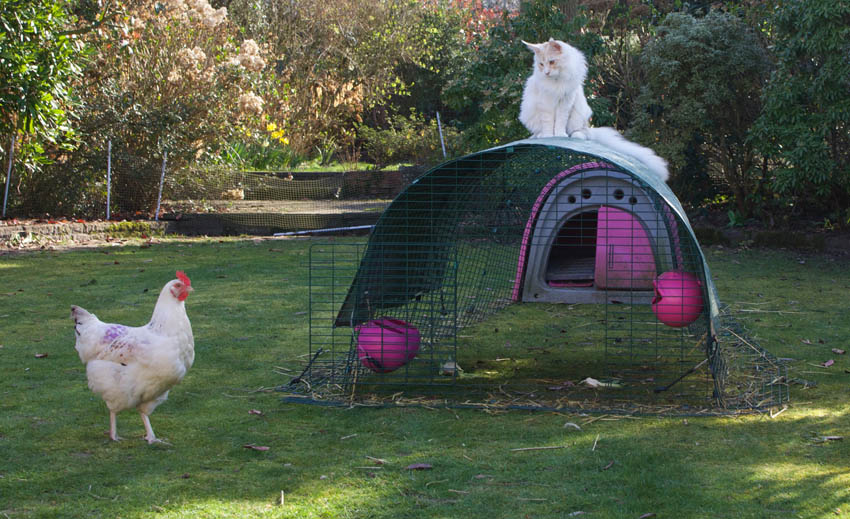 Rachael Harris' cat sat on top of her chicken run guarding her hens