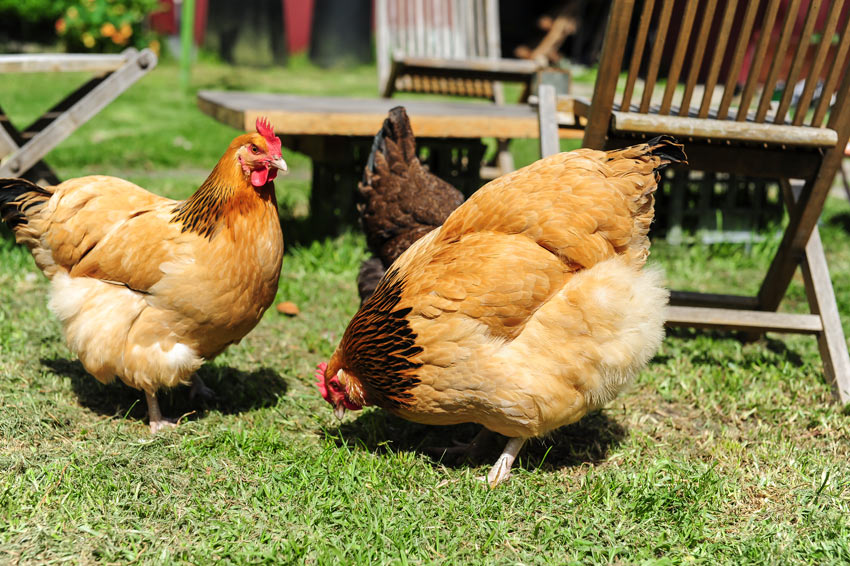 Three beautiful clean chickens drying off after a good wash