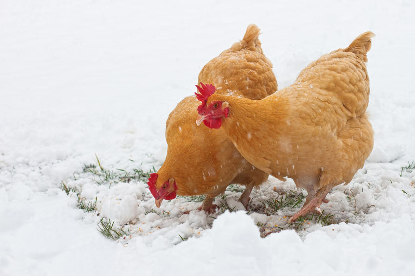 Two ginger chickens in the snow with beautiful red wattles