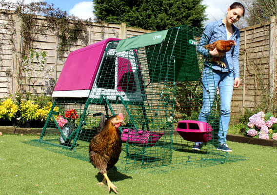 Eglu Go UP chicken coop and run set up in garden with chickens roaming.