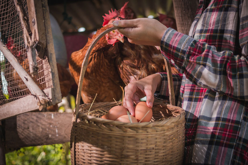 Chickens and eggs