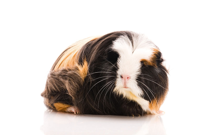 Coronet Guinea Pig