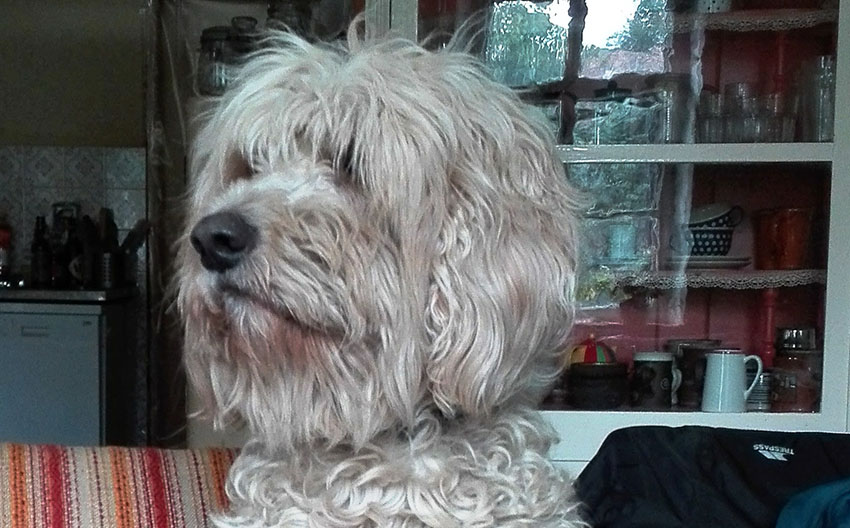 Crossbreed Golden Retriever and Poodle