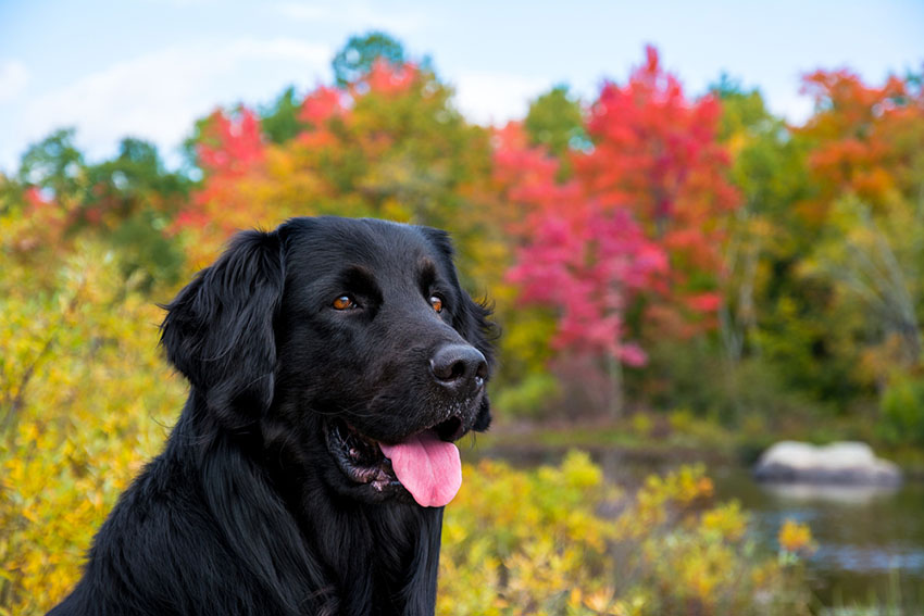 newfoundland hound mix