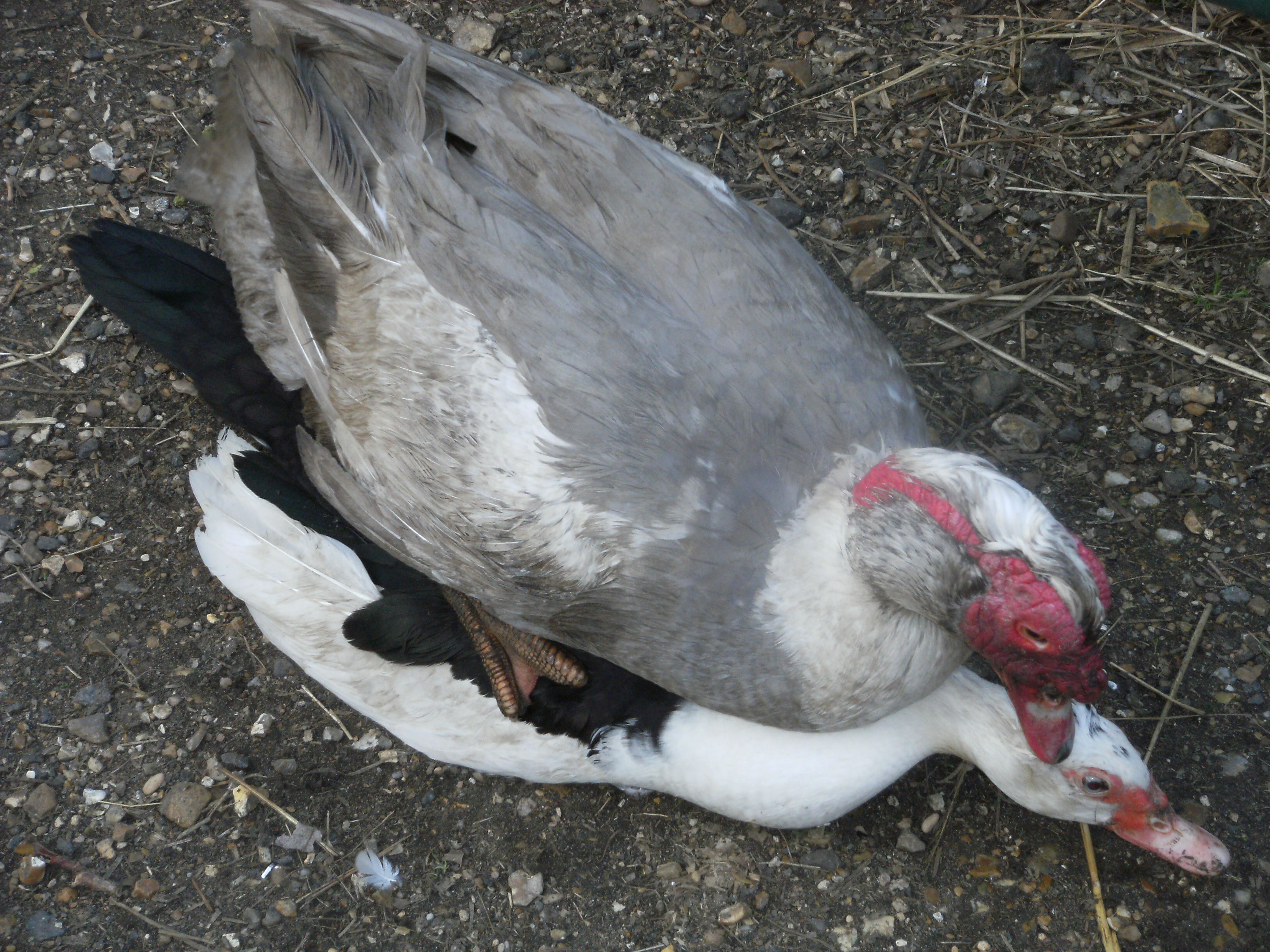 Muscovies Mating