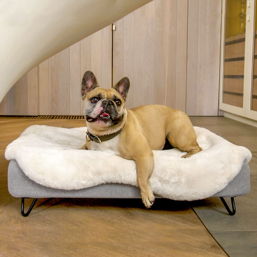 Topology Dog Bed with Sheepskin Topper and Black Metal Hairpin Feet