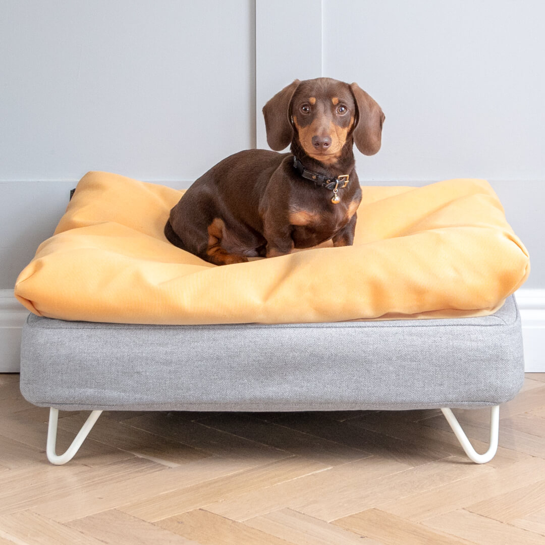 dog day bed