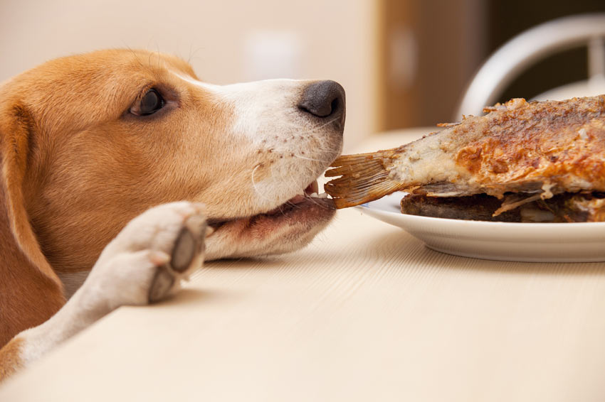 Ein Beagle verhilft sich zu Essensresten vom Tisch
