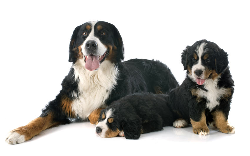 when should puppies get should i get a puppy or an choosing the right for you dogs guide when should puppies get should i get a puppy or an choosing the right for you dogs guide