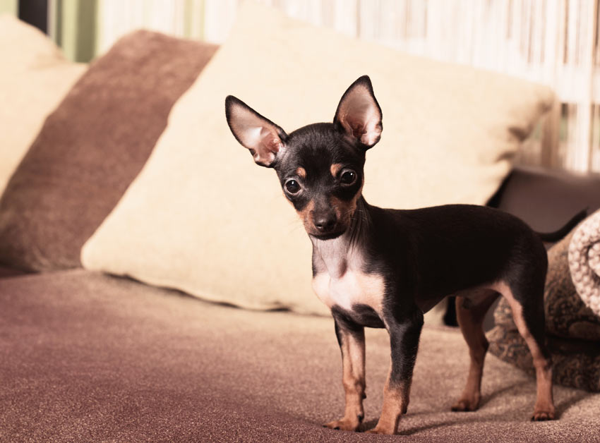 A Chihuahua with a mind of its own ruling the sofa