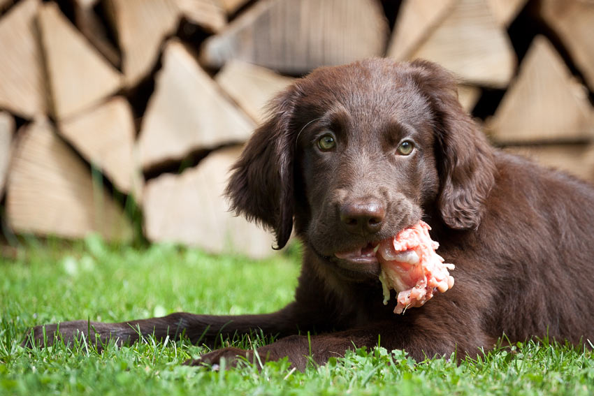 Puppy eating a bone