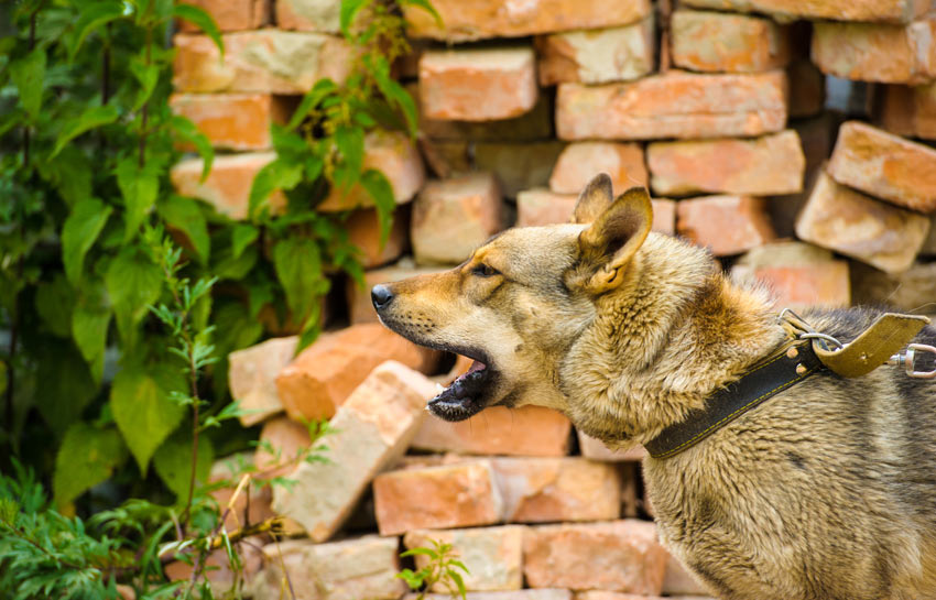 A German Shepherd Guard Dog that has been taught to bark