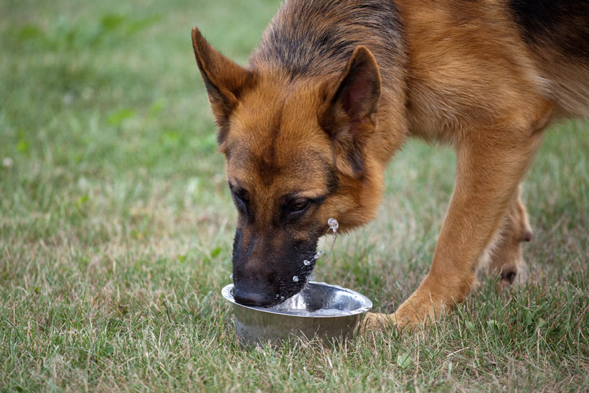 how often should dogs drink water