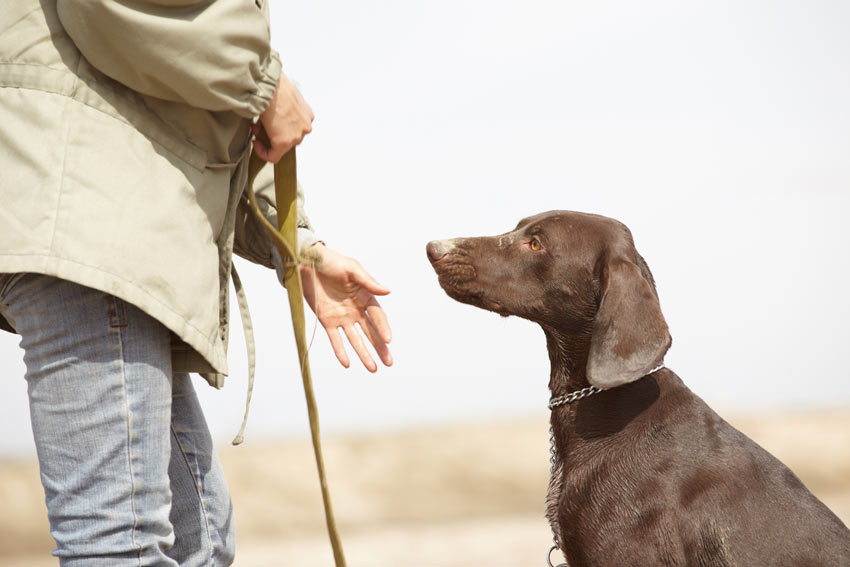 A German Shorthaired Pointer sitting waiting for a command from its owner