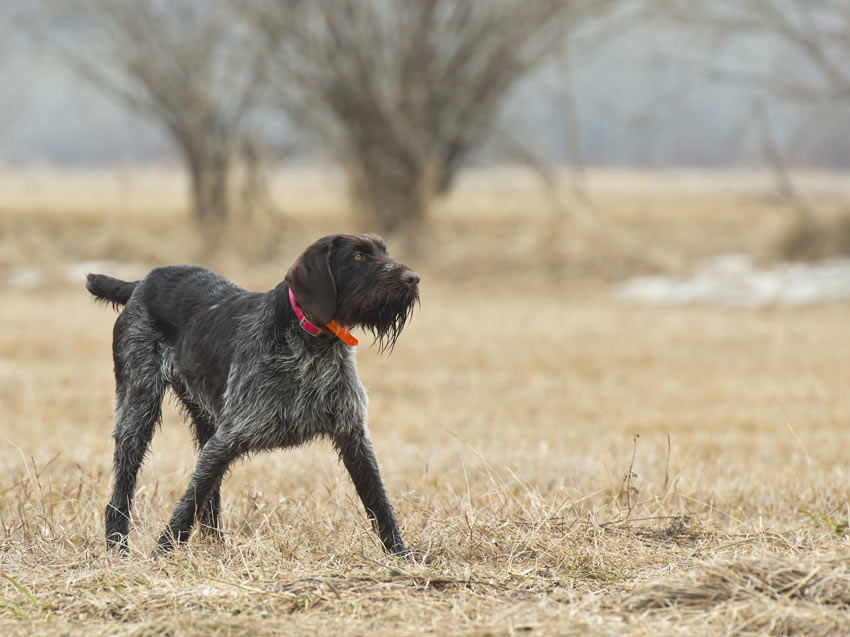 A German Wirehaired Pointer that has webbed feet for swimming