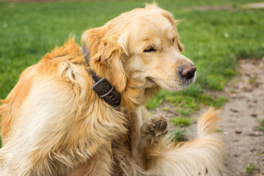 A Golden Retriever itching and scratching possible ticks