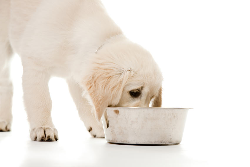 how often should dogs drink water