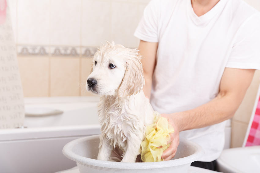 A Golden Retriever puppy having a bath