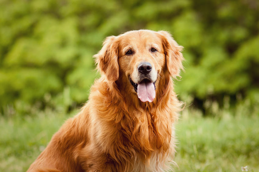 Best Dog Food For Shedding Lab Best Dog Food For Shedding Lab