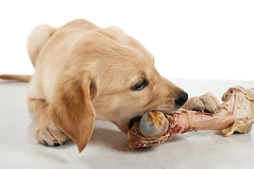 are dogs able to eat raw meat