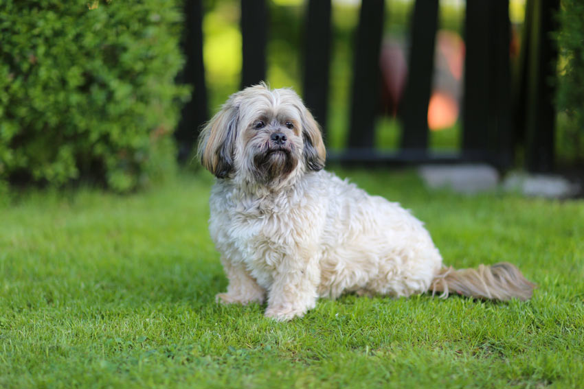 A Lhasa Apso sitting beautifully on the grass