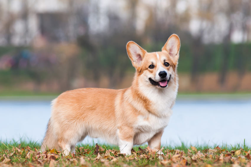 A Pembroke Welsh Corgi with a beautiful well groomed coat