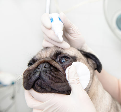 eye drops for pugs how to give your eye drops general health care dogs guide omlet uk eye drops for pugs how to give your eye drops general health care dogs guide omlet uk