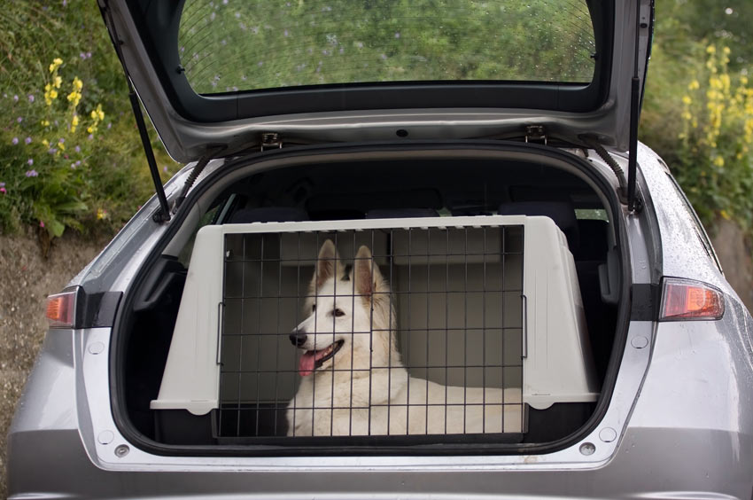 how can a puppy stay in a crate crate dogs guide omlet uk how can a puppy stay in a crate crate dogs guide omlet uk
