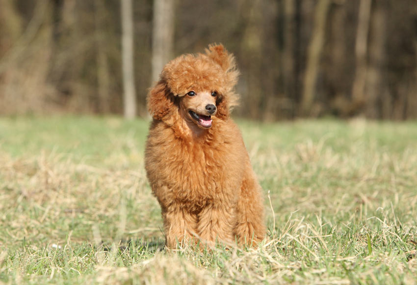 A Toy Poodle with a lovely brown curly coat
