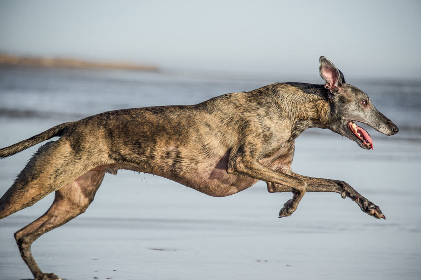 A Whippet stretched out running at full pelt