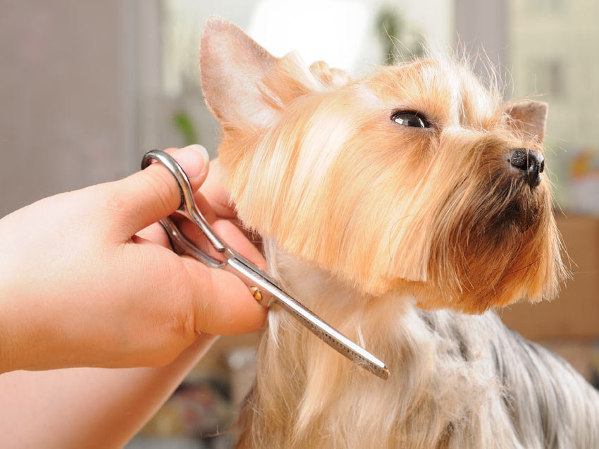 A Yorkshire Terrier having its hair trimmed