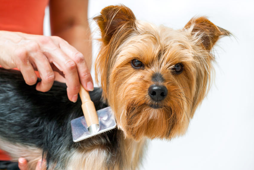 A lovely little hypoallergenic Scottish Terrier with a gorgeous dark coat