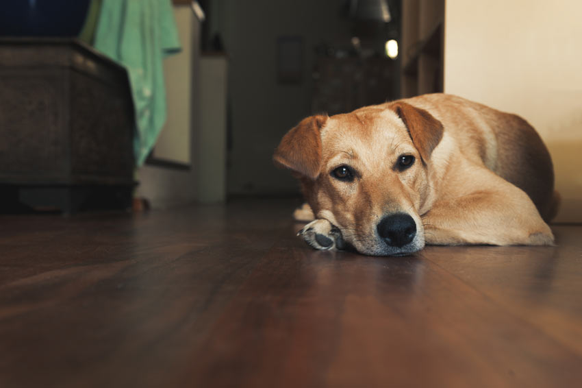 A beautiful adult Golden Labrador Retriever lying on the floor inside