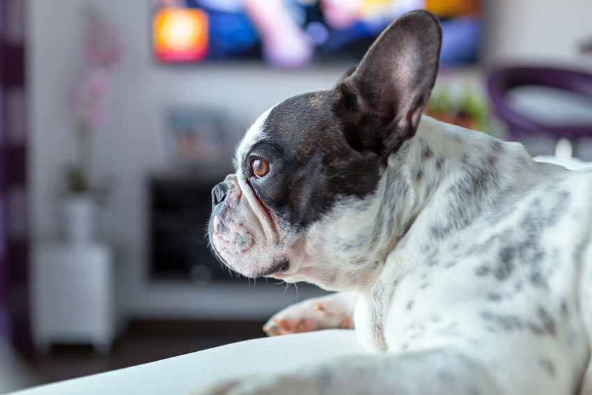 why does my dog watch tv