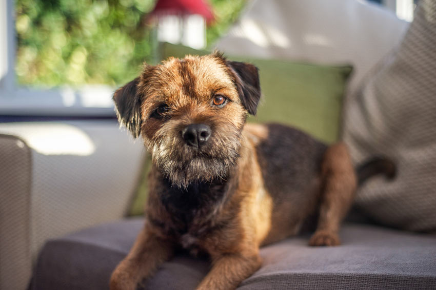 Which puppy breed is right for you and your family? | RSPCA