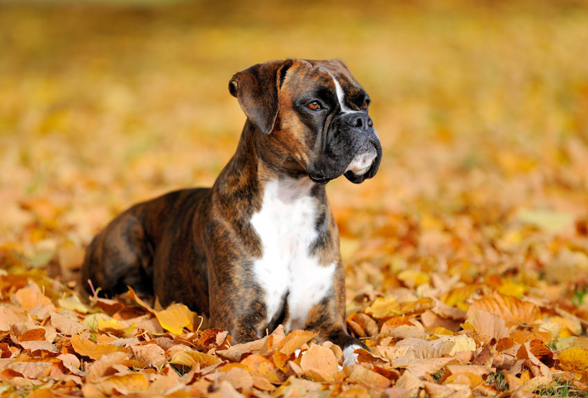 7 Best Dog Breeds With Children Choosing The Right Dog For You Dogs 7-best-dog-breeds-with-children-choosing-the-right-dog-for-you-dogs