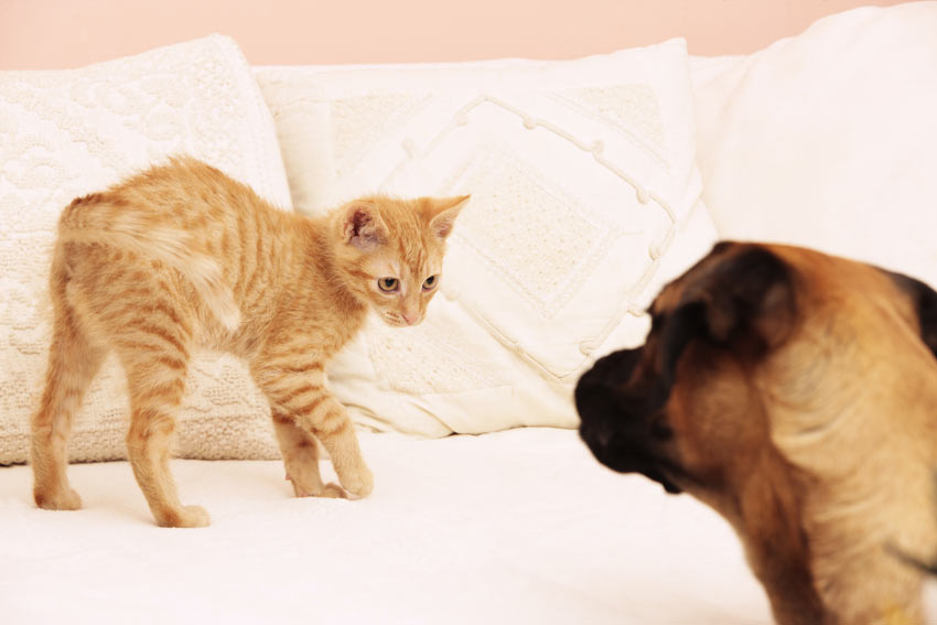 A cat deliberately avoiding a strange dog