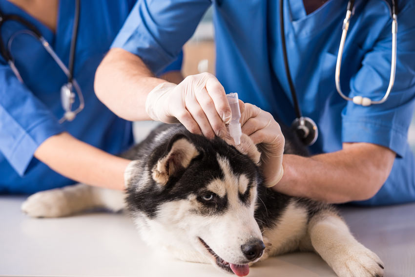 ear drops for dogs how to give your ear drops general health care dogs guide omlet uk ear drops for dogs how to give your ear drops general health care dogs guide omlet uk