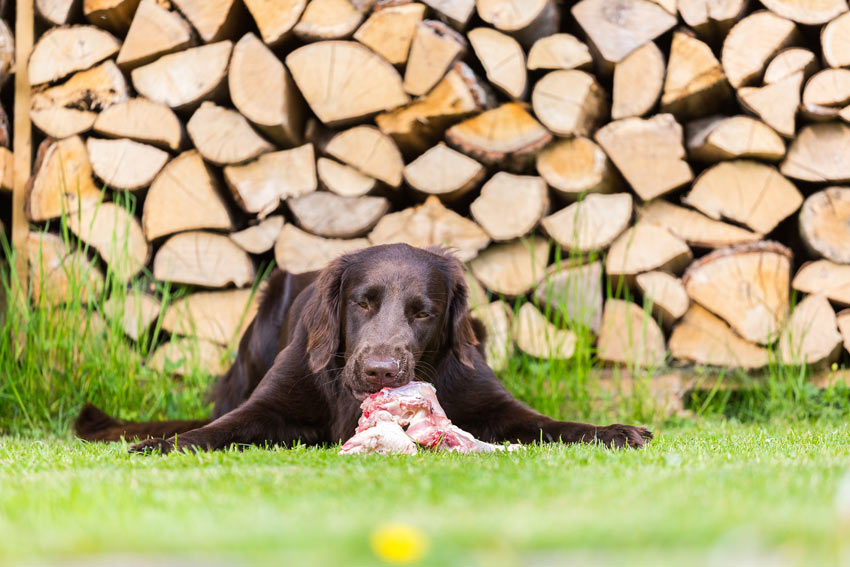 A dog eating raw beef bought from the local butchers